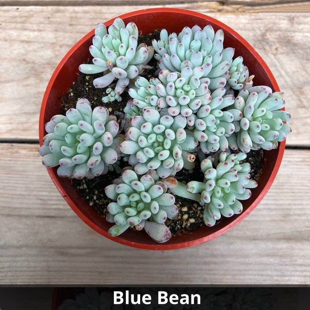 Graptopetalum pachyphyllum ‘Bluebean' 4” - Succulent Artworks