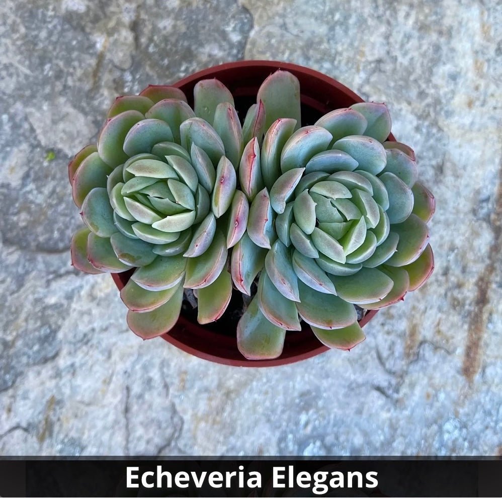 Echeveria Elegans 4” - Succulent Artworks