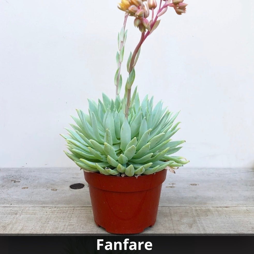 sedeveria succulent Sedeveria 'Fanfare' 4”