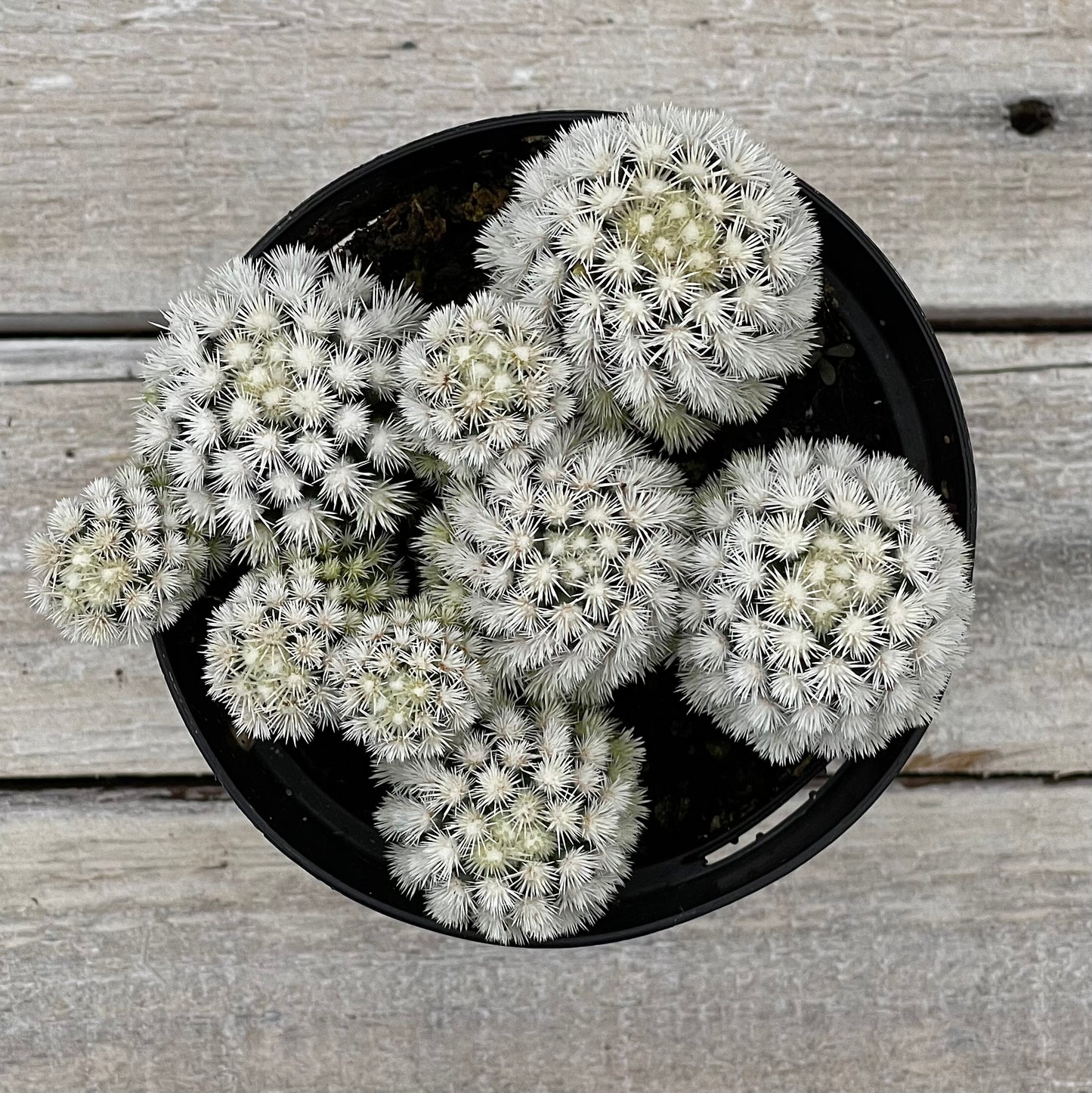 Cacti Mammillaria gracilis fragilis monstrose 'Snow Cap'