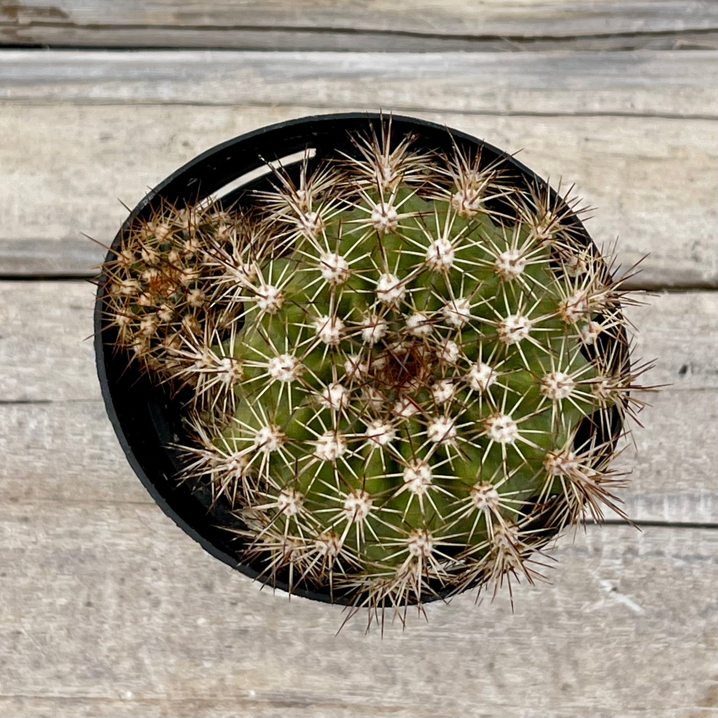 Cacti Trichocereus grandiflorus Hybrid