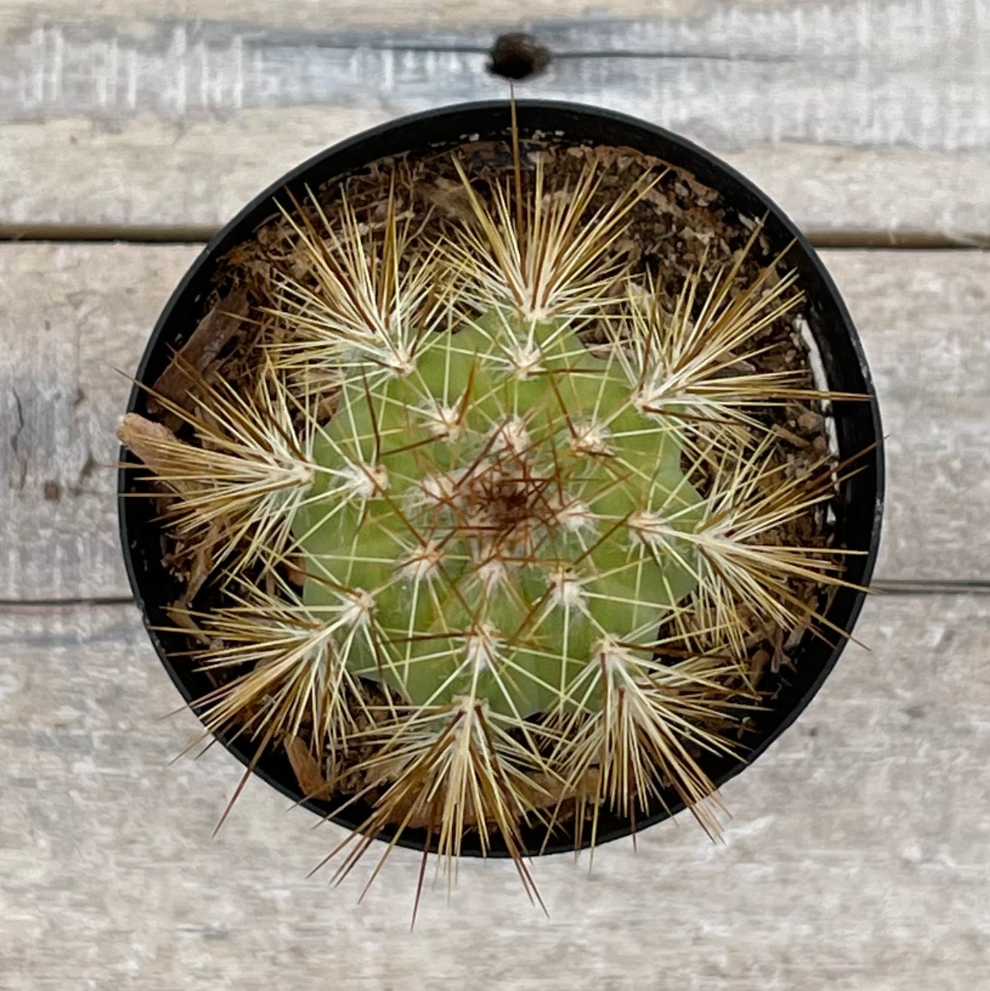Cacti Pilosocereus Species