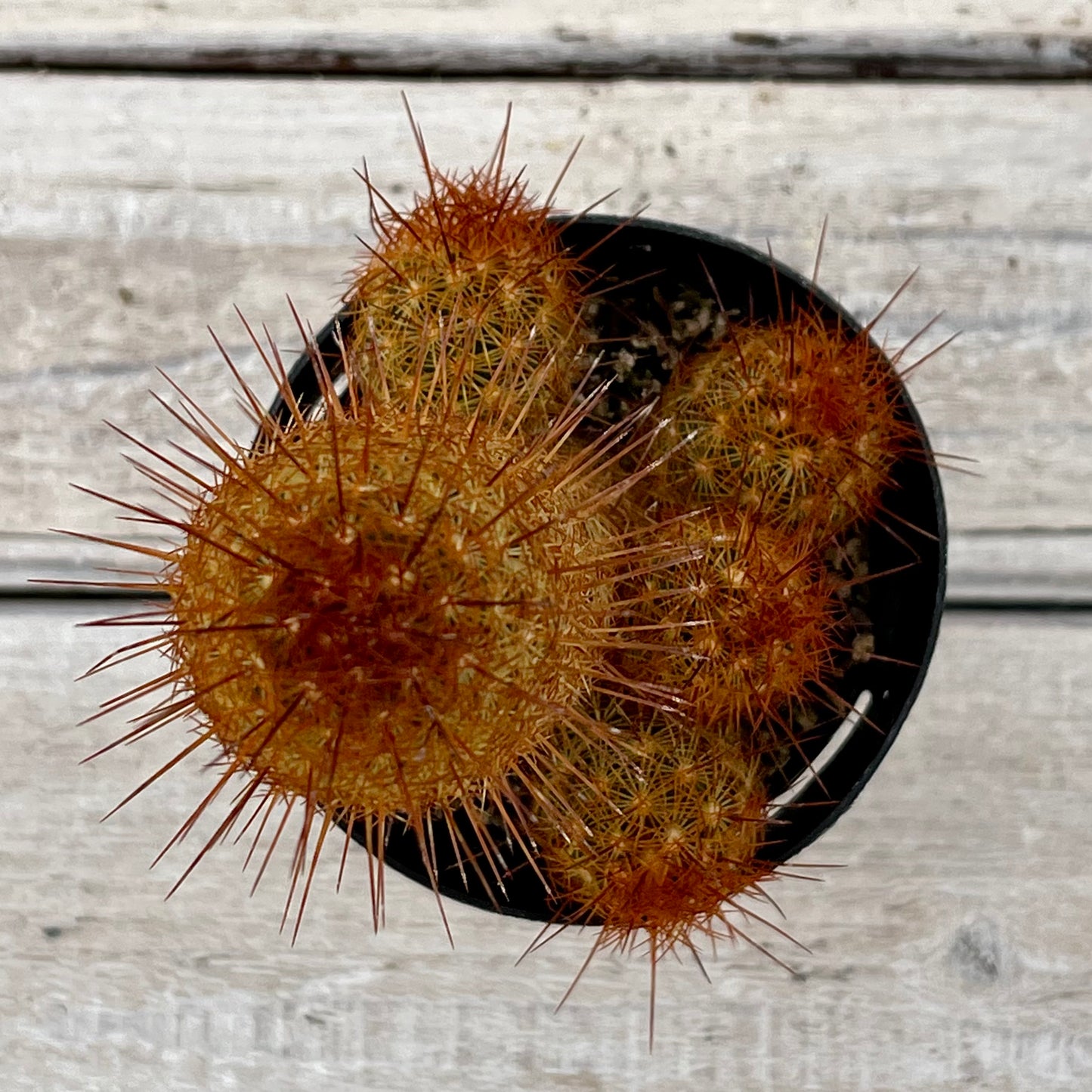 Cacti ammillaria elongata 'Copper King'