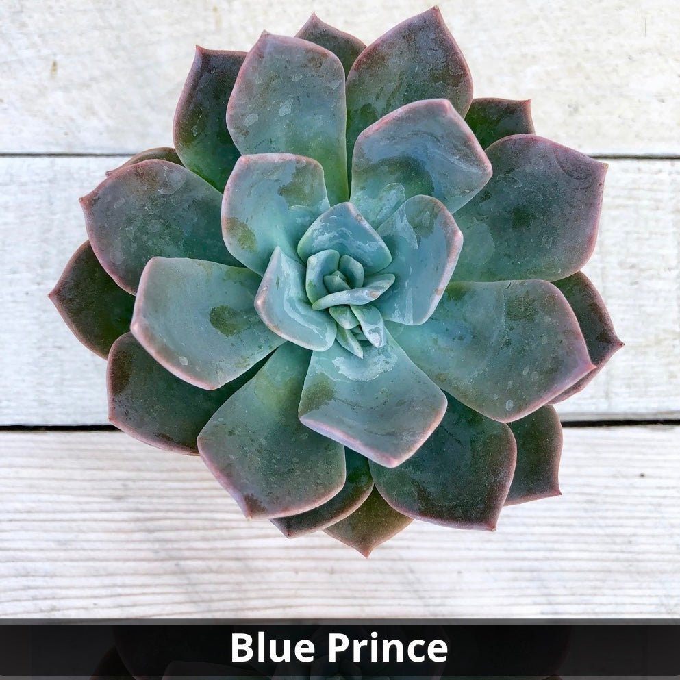 bluish succulent Echeveria 'Blue Prince' 4 Inch