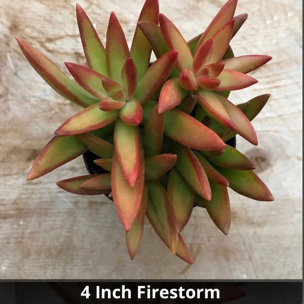 Sedum Firestorm 4” - Succulent Artworks