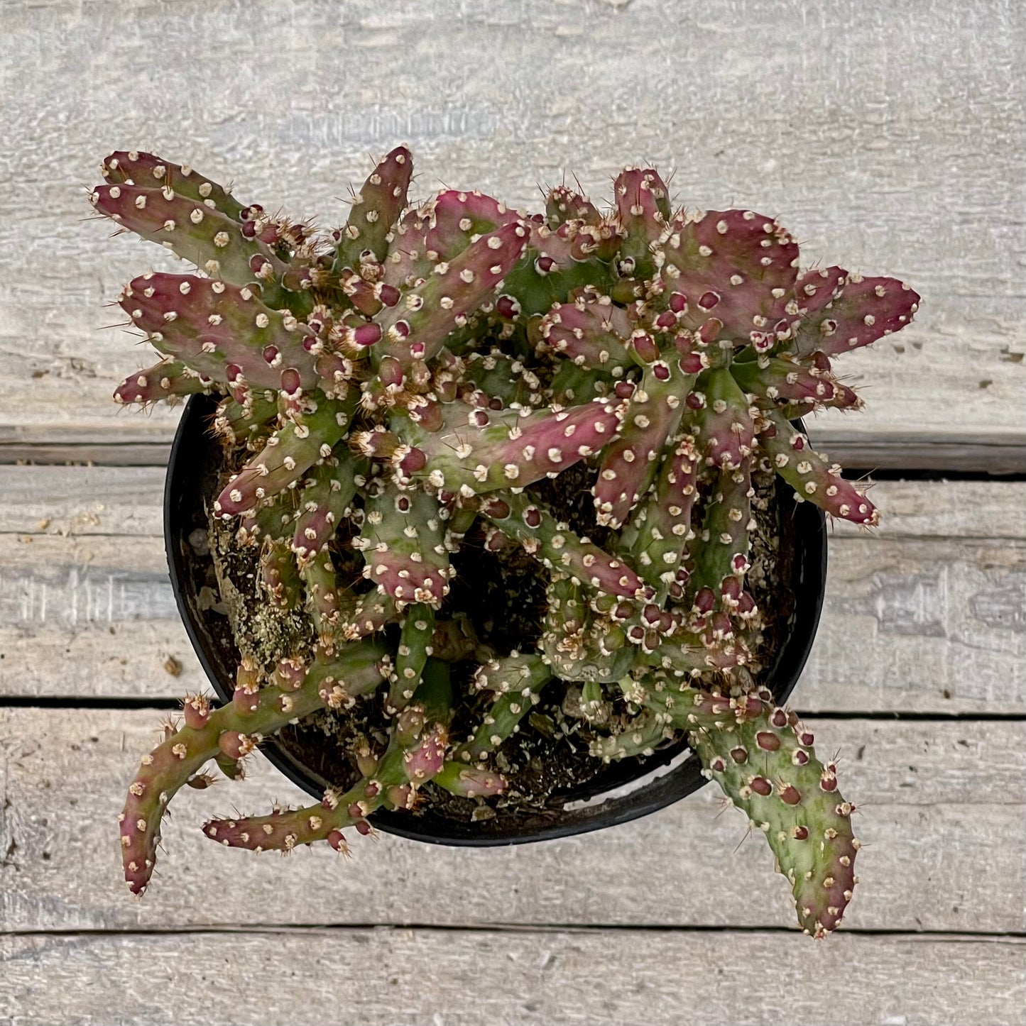 Cacti Opuntia monacantha monstrose veriegata