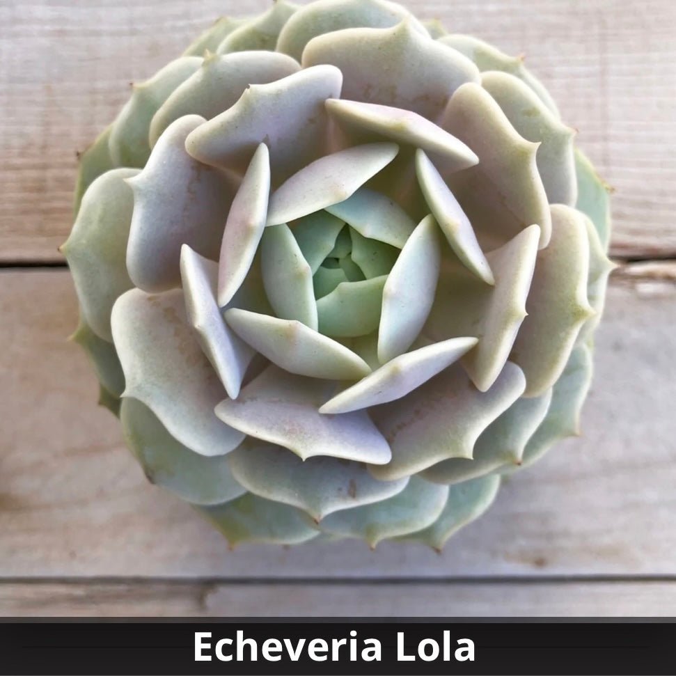 Echeveria Lola 4” - Succulent Artworks