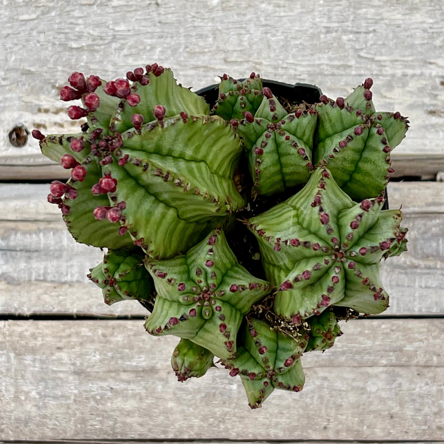 Cacti Euphorbia anoplia 'Tanzanian Zipper'