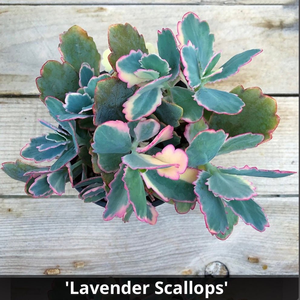 lavender scallops plant Variegated Lavender Scallops