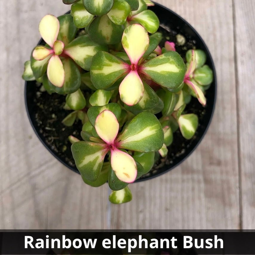 Elephant Bush or ‘rainbow bush’ Portulacaria afra ‘Variegata’ 4” - Succulent Artworks