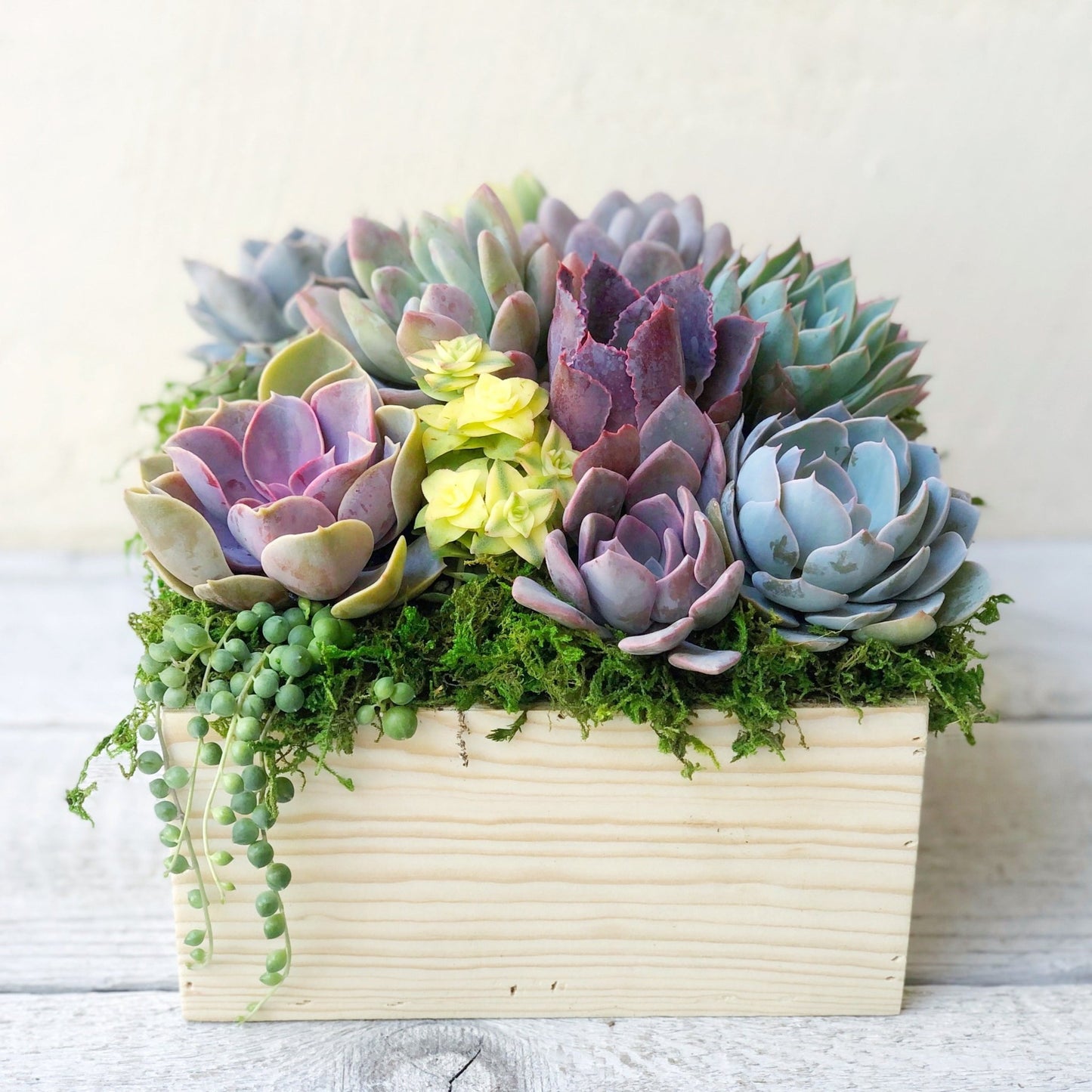 Brinley Succulent Planter - Succulent Artworks