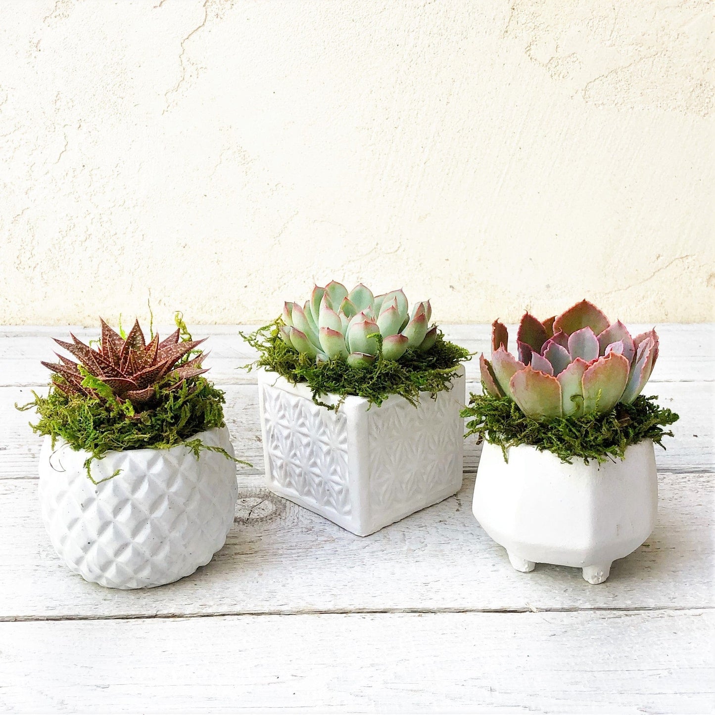 Tiffany Trio of Small White Geometric Pots - Succulent Artworks