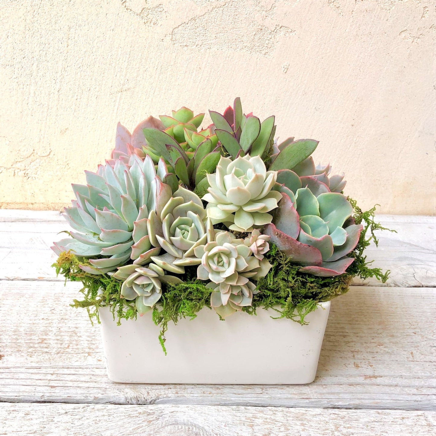 Simply Classic Ceramic Planter - Succulent Artworks