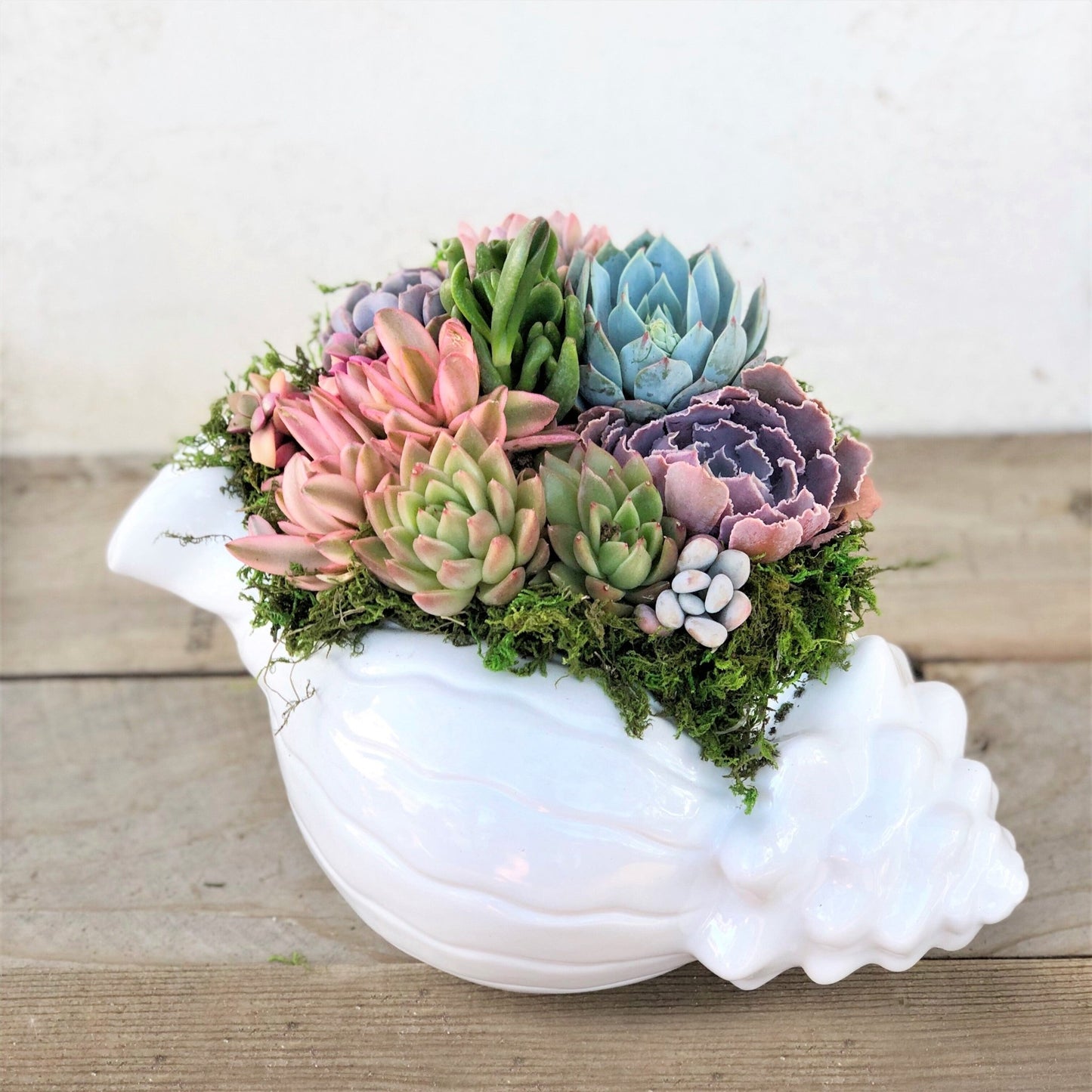 Laura Seashell Planted with Succulents - Succulent Artworks