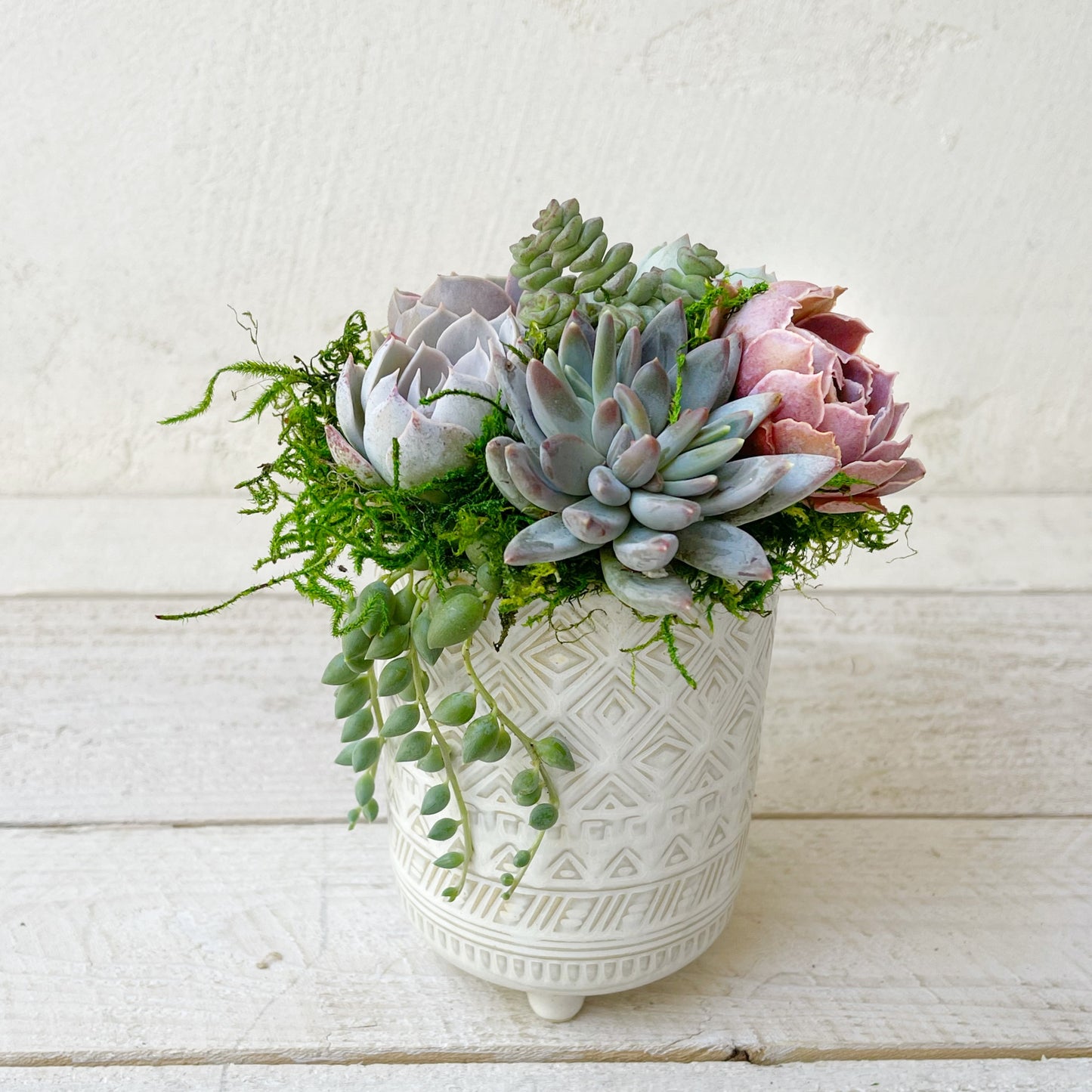 Olivia Pot Planted With Succulents - Succulent Artworks