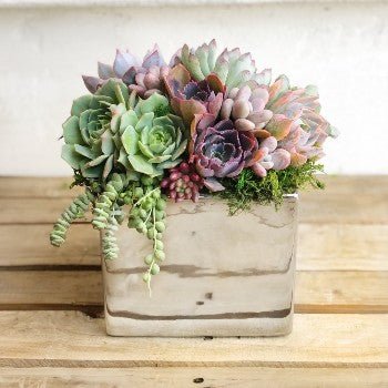 Metallic Glazed Ceramic Cube Planted with Colorful Succulents - Succulent Artworks