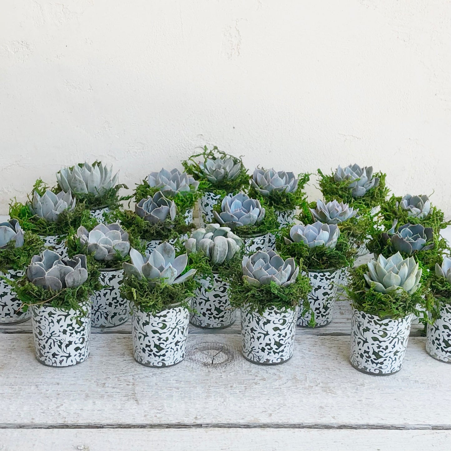 Succulent Favors in White Lace Pots - Succulent Artworks