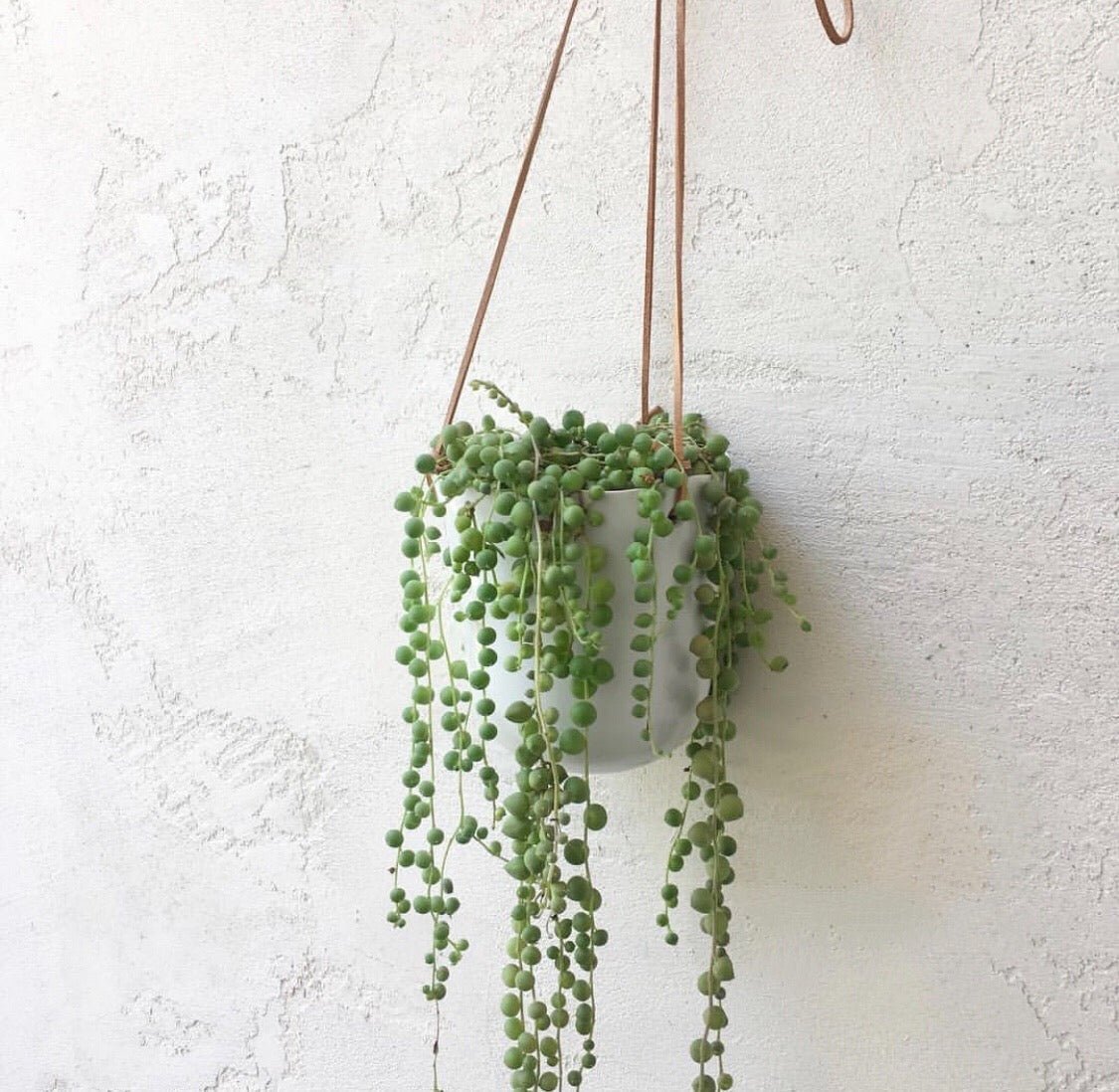 Bella Hanging Pot - Succulent Artworks