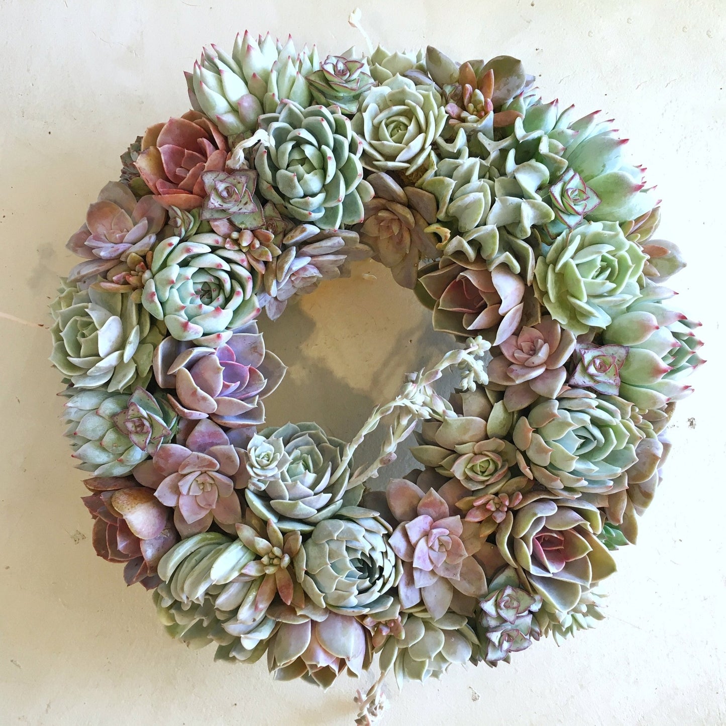 Aleida Succulent Wreath - Succulent Artworks