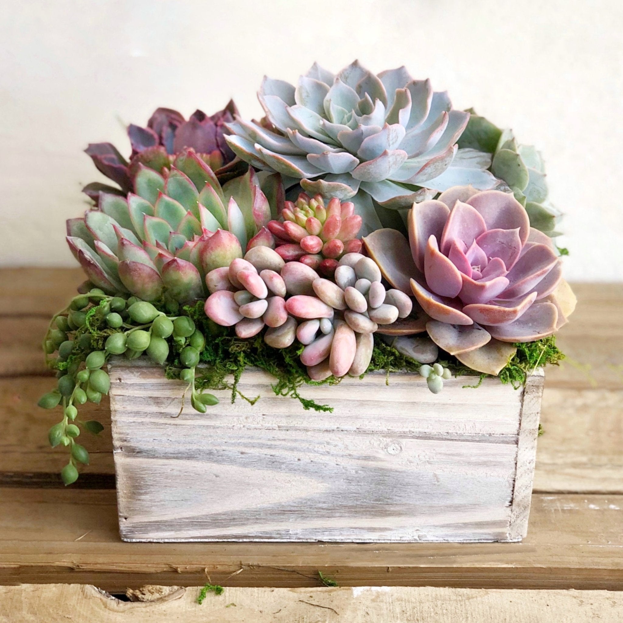 succulent plant arrangements for sale Chloe Succulent Arrangement