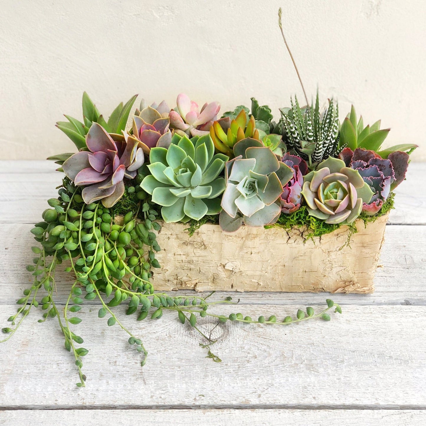 Weston Birch Trimmed Succulent Planter - Succulent Artworks