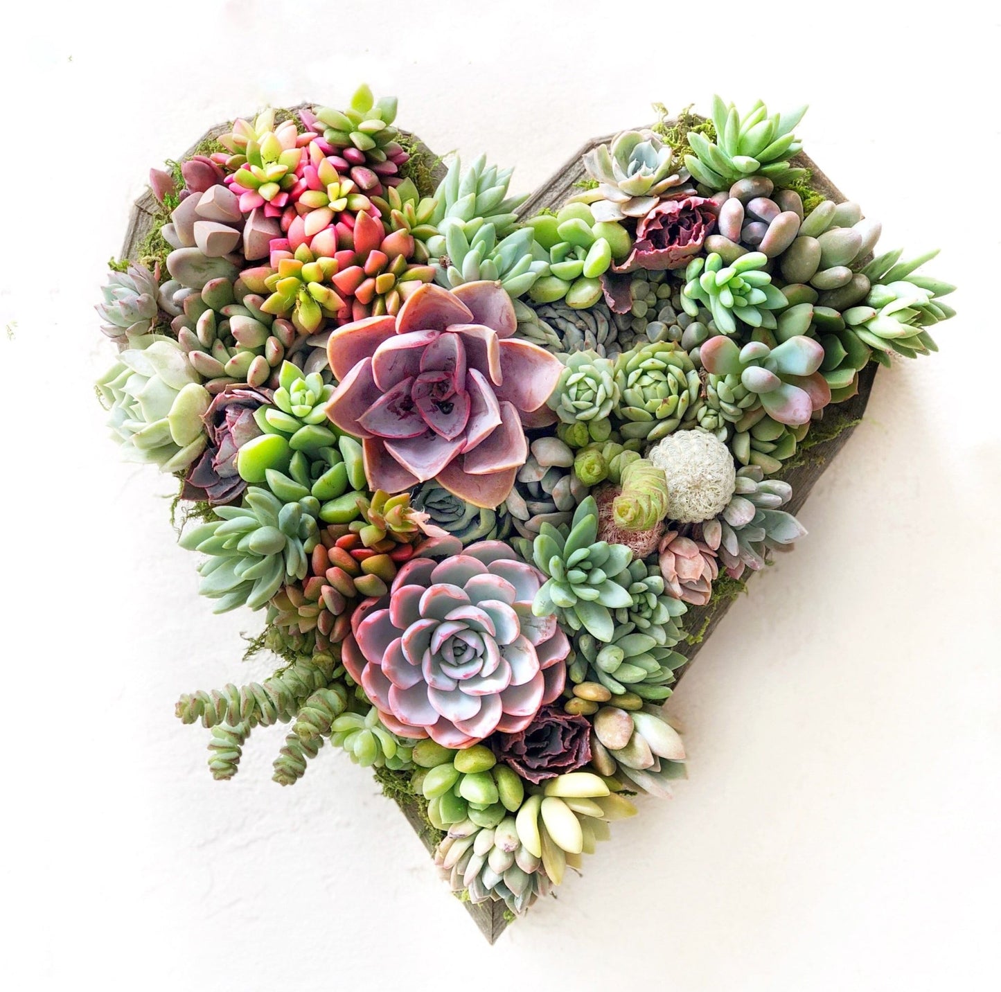Succulent Heart - Shaped Vertical Garden - Succulent Artworks