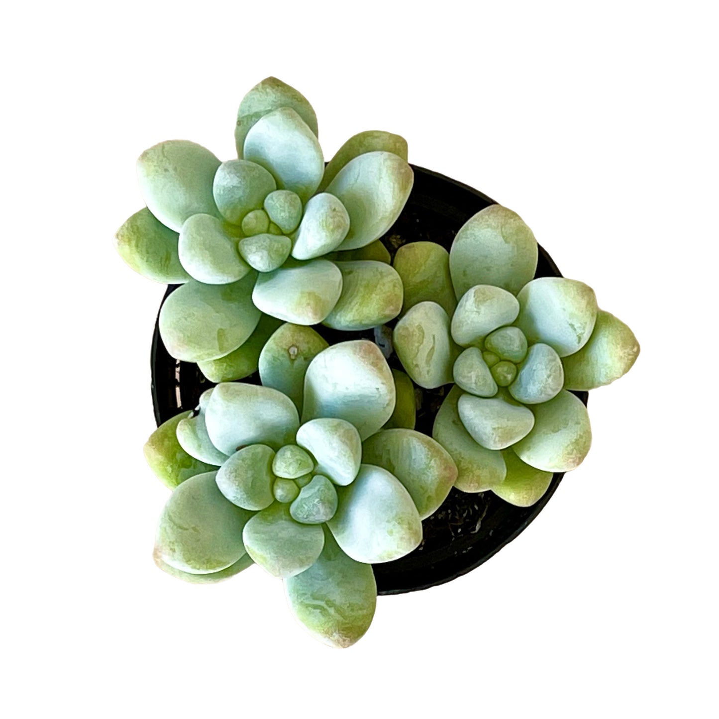 Sedum treleasei - Succulent Artworks