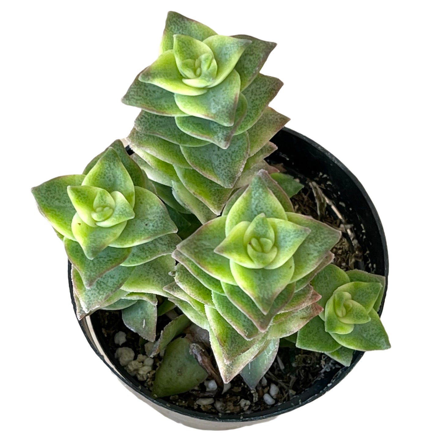 Crassula perforata variegata - Succulent Artworks