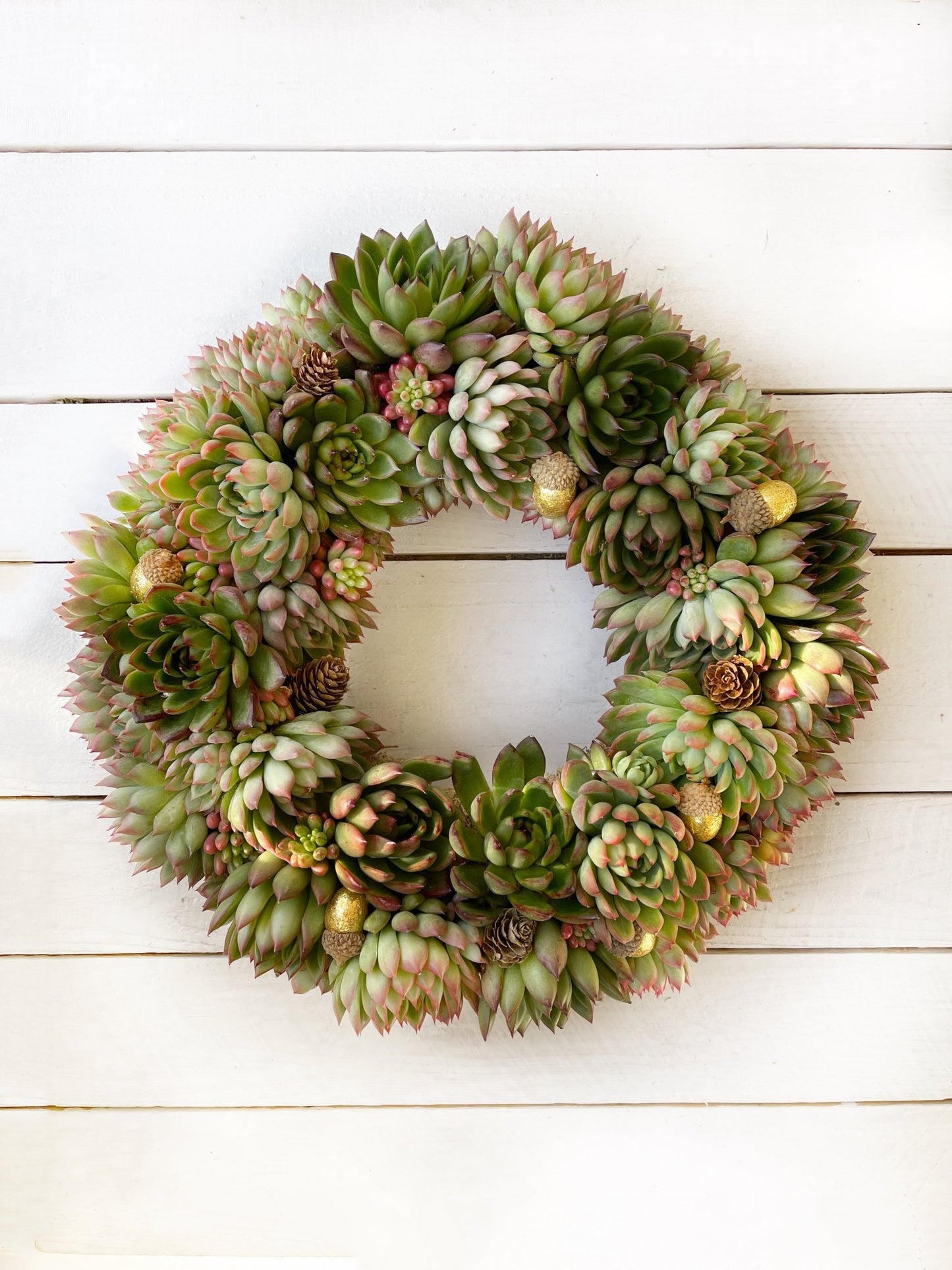 Succulent Christmas Wreath - Succulent Artworks