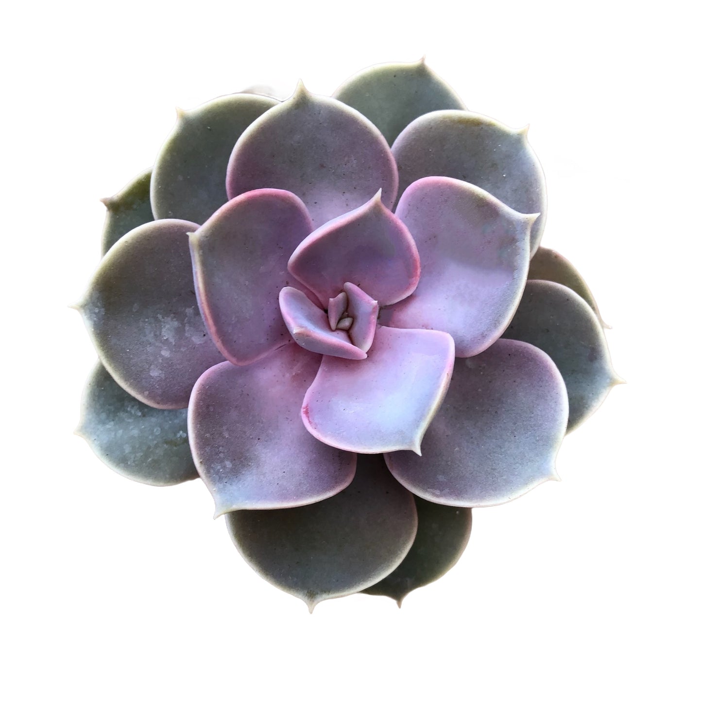 Echeveria 'Perle von Nurnberg' - Succulent Artworks