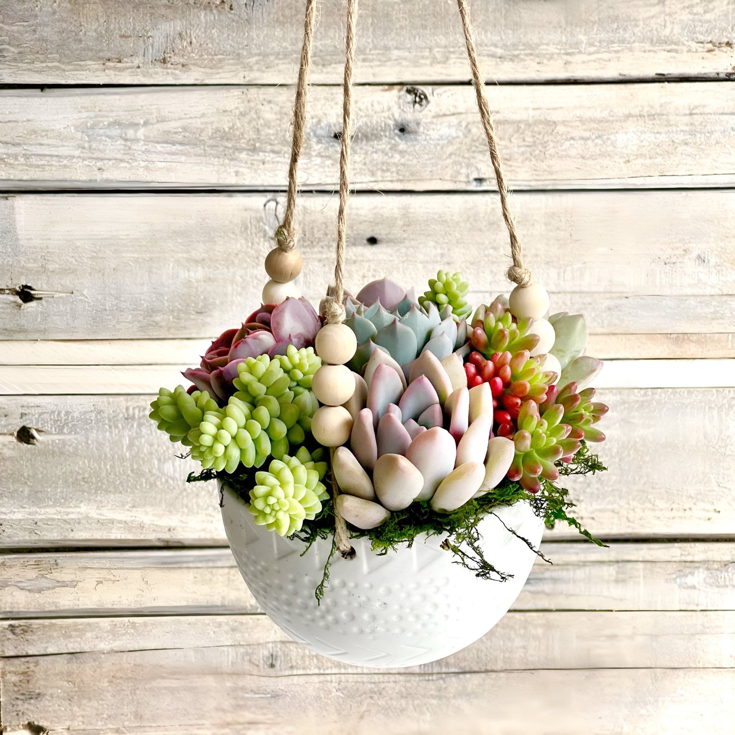 Lauren Hanging Planter Filled With Succulents - Succulent Artworks