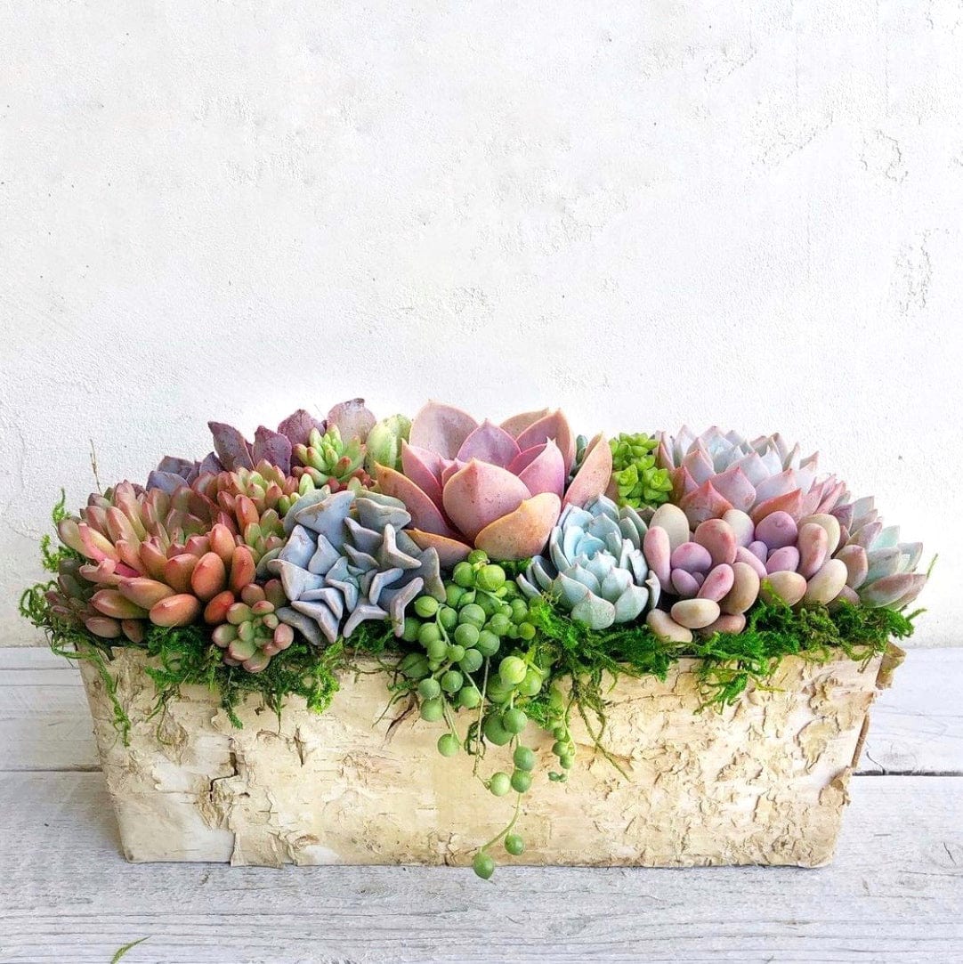 planter of succulents Succulent Arrangement