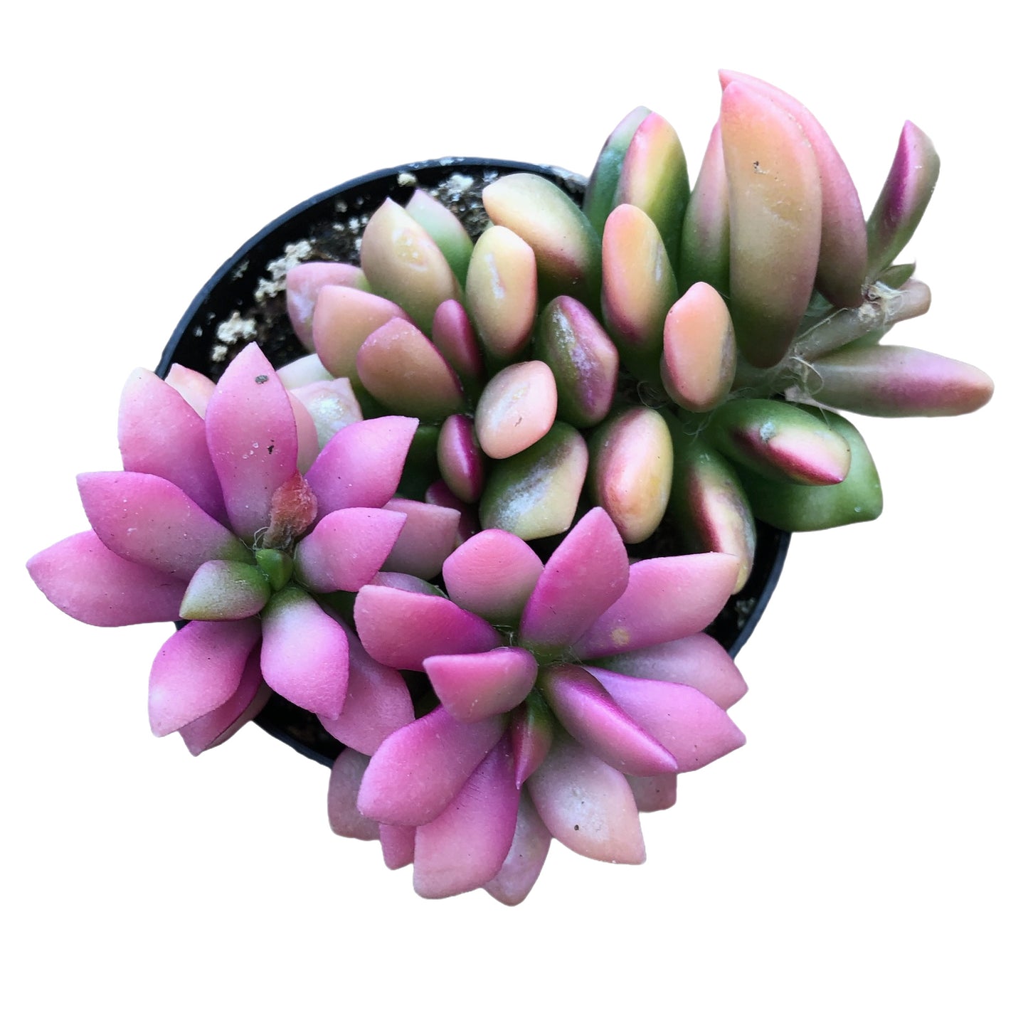 Sunrise - Succulent Artworks