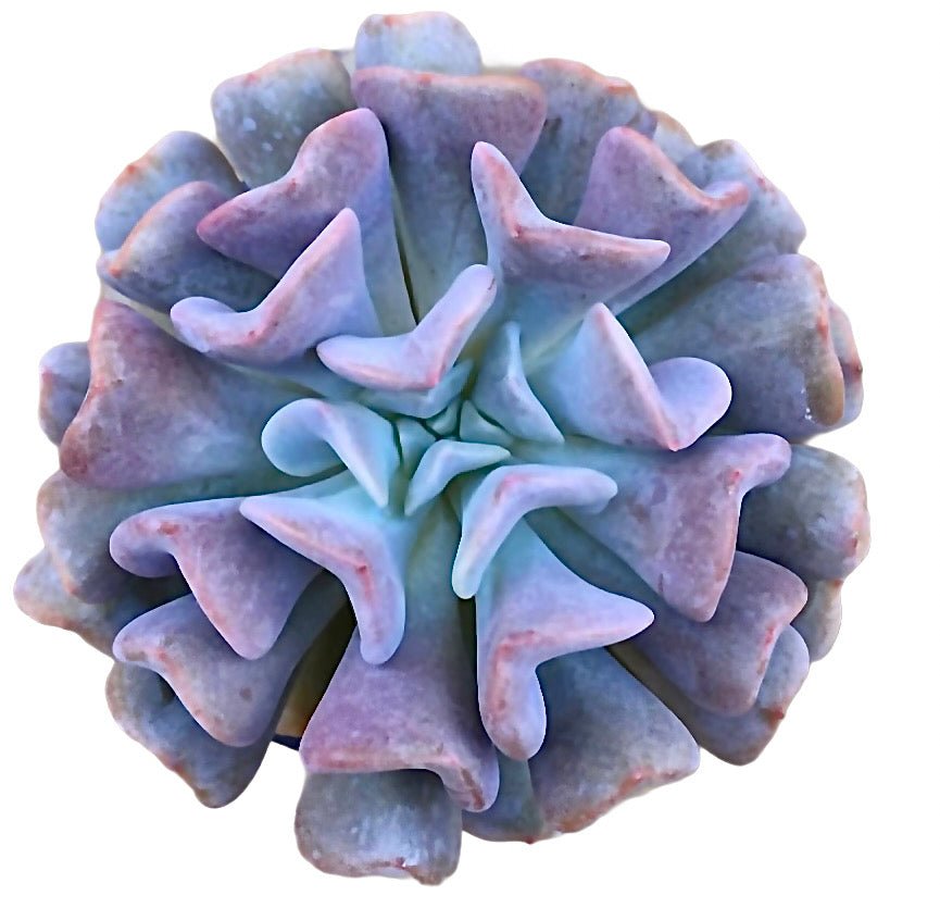 frost succulents Echeveria 'Cubic Frost