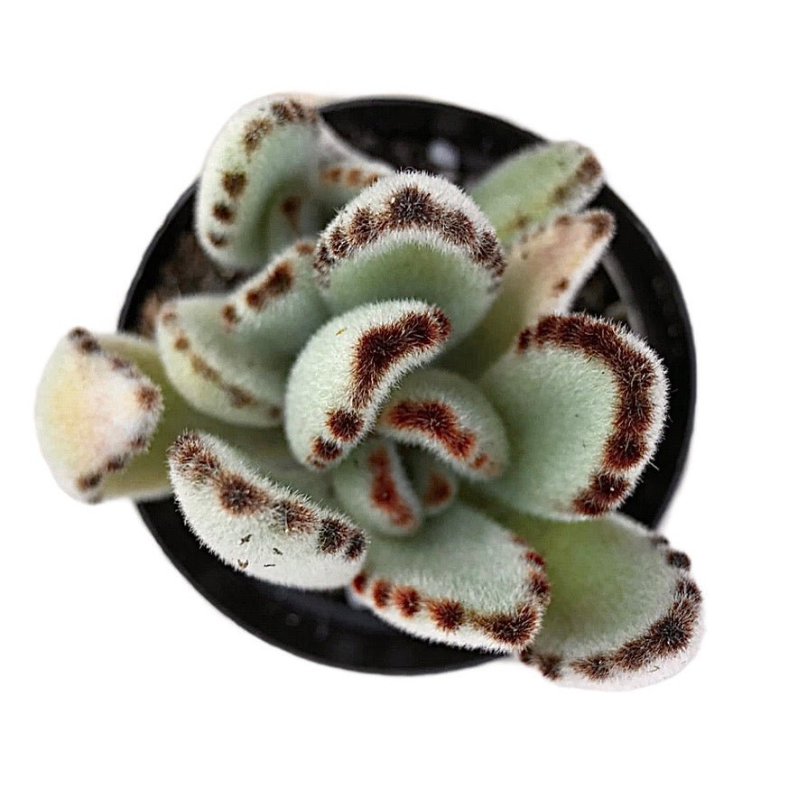 Kalanchoe tomentosa 'Panda' - Succulent Artworks