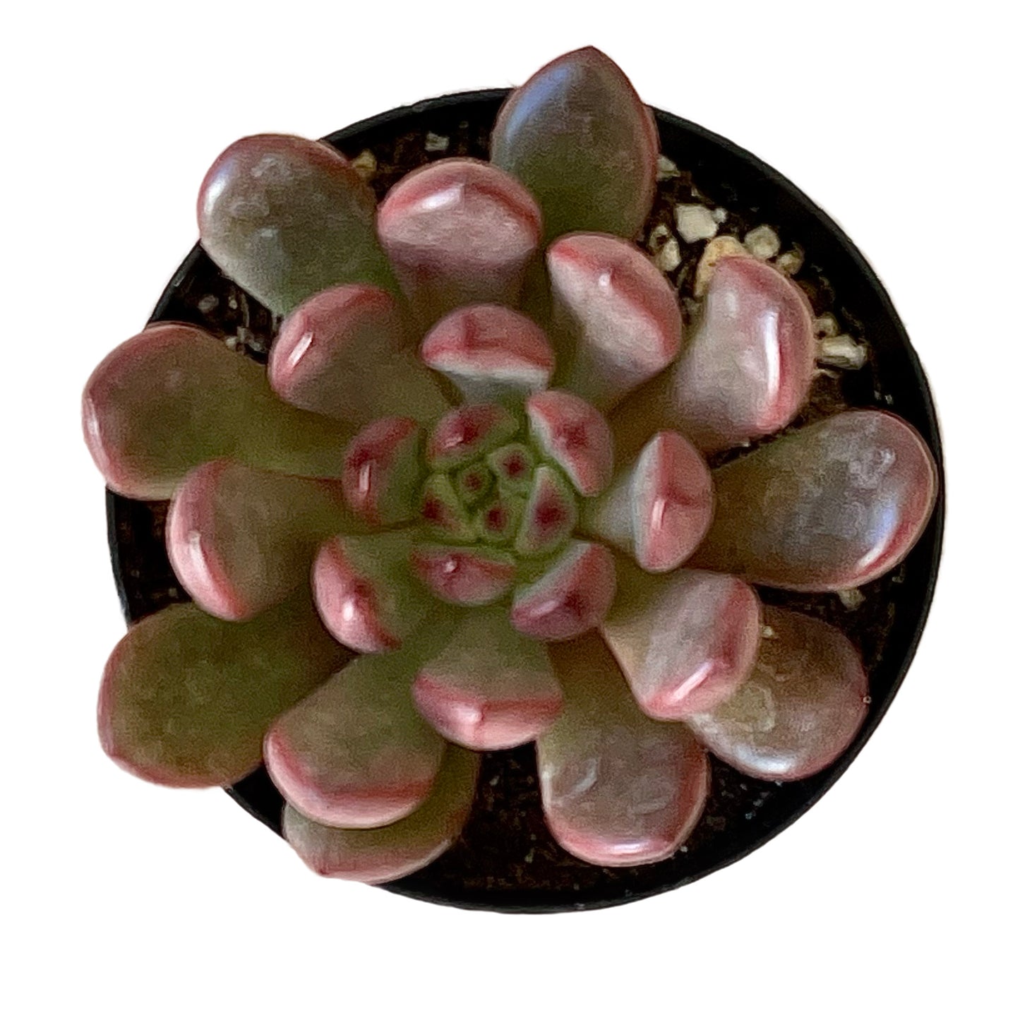 Graptoveria 'Bashful' - Succulent Artworks