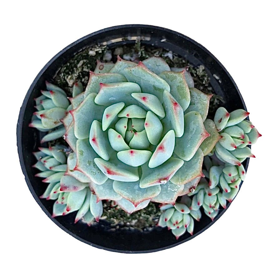 Echeveria 'Tippy' - Succulent Artworks