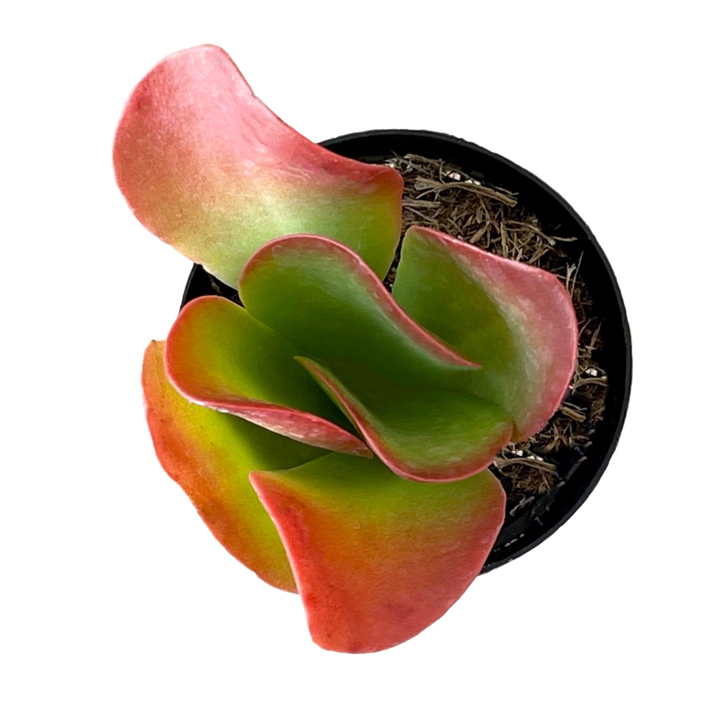 Kalanchoe luciae 'Flapjacks' - Succulent Artworks