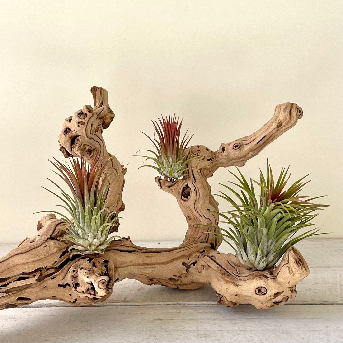 Tillandsia lonantha rubra Air Plant