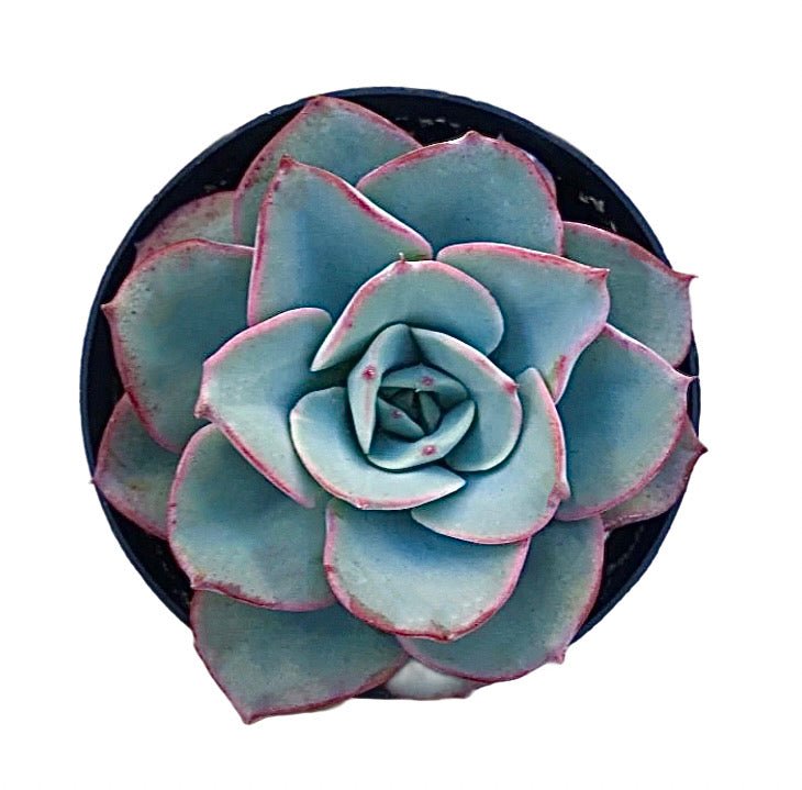 echeveria atlantis succulent Echeveria 'Atlantis'