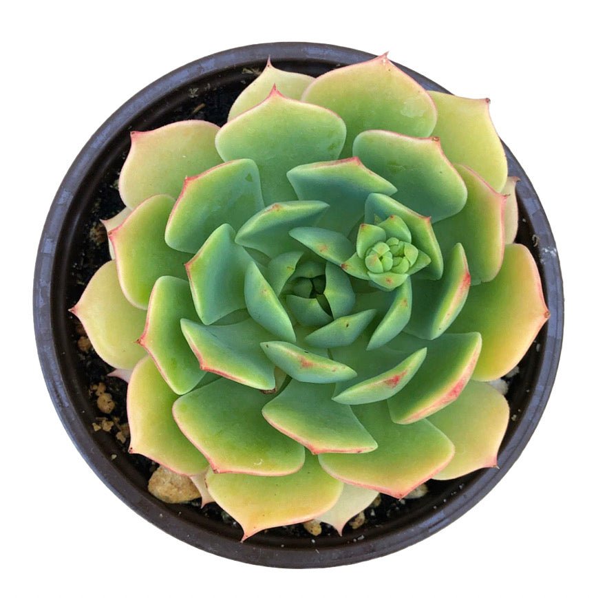 ramillette succulent Echeveria 'Ramillette'