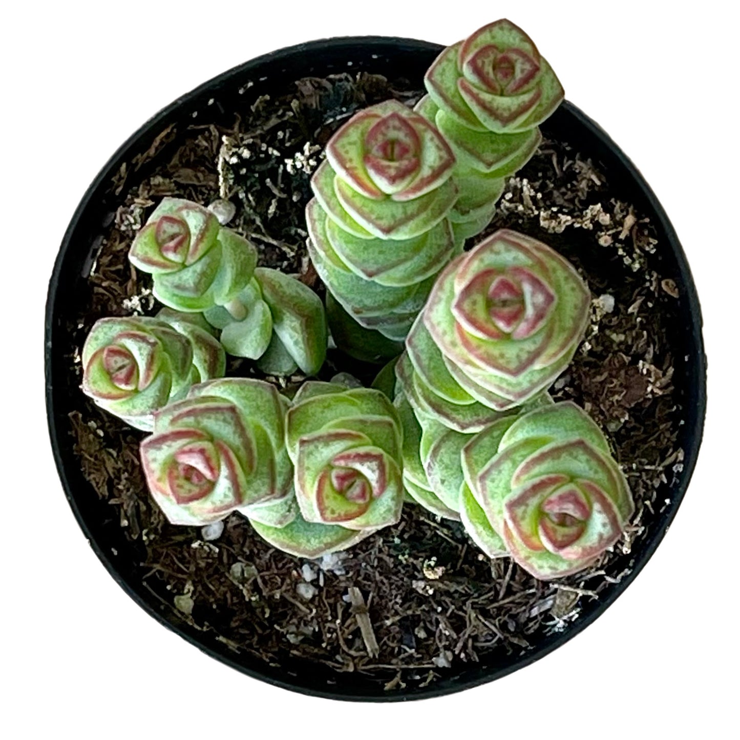 Crassula 'Baby's Necklace' - Succulent Artworks