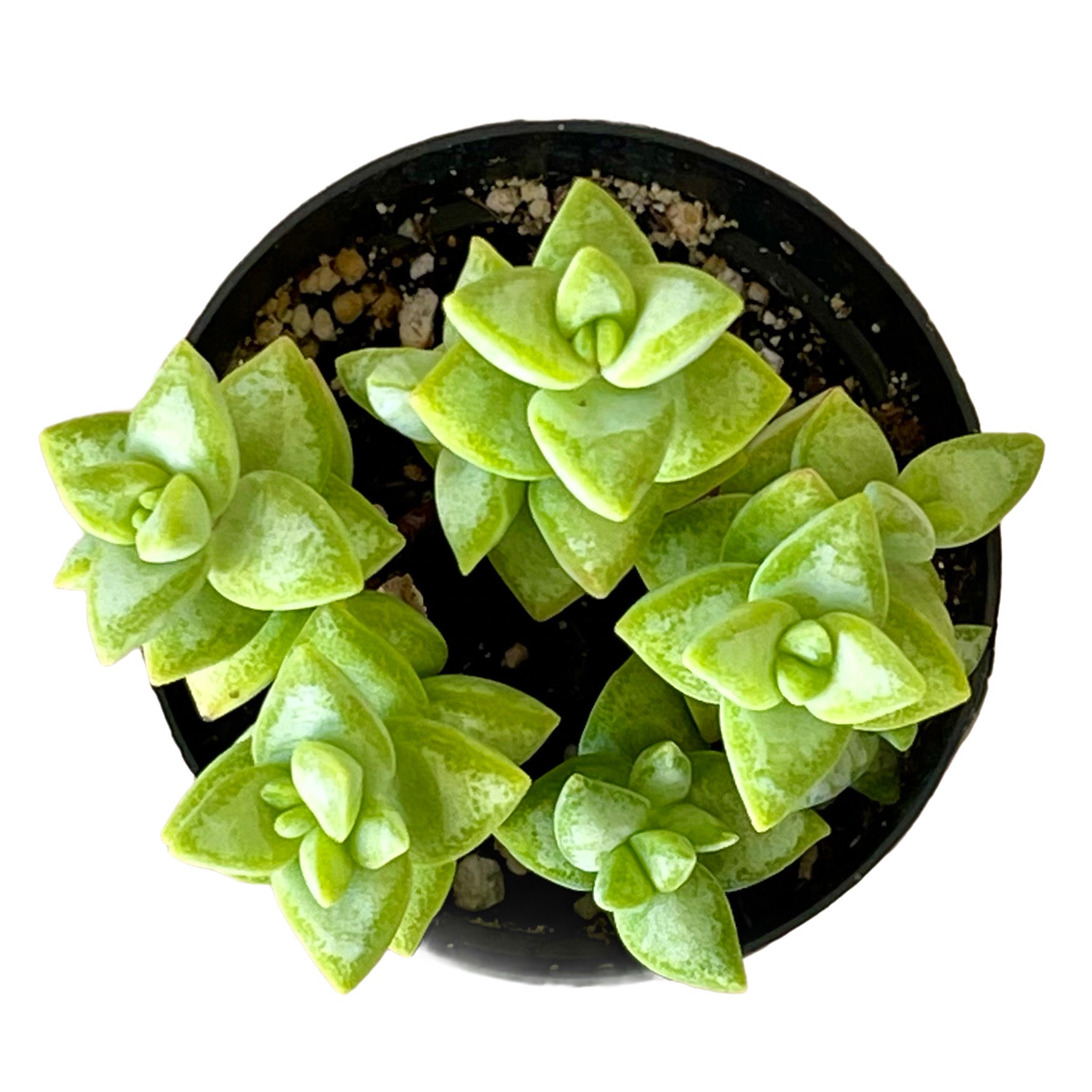 succulent rosary plant Crassula rupestris 'Rosary Vine'