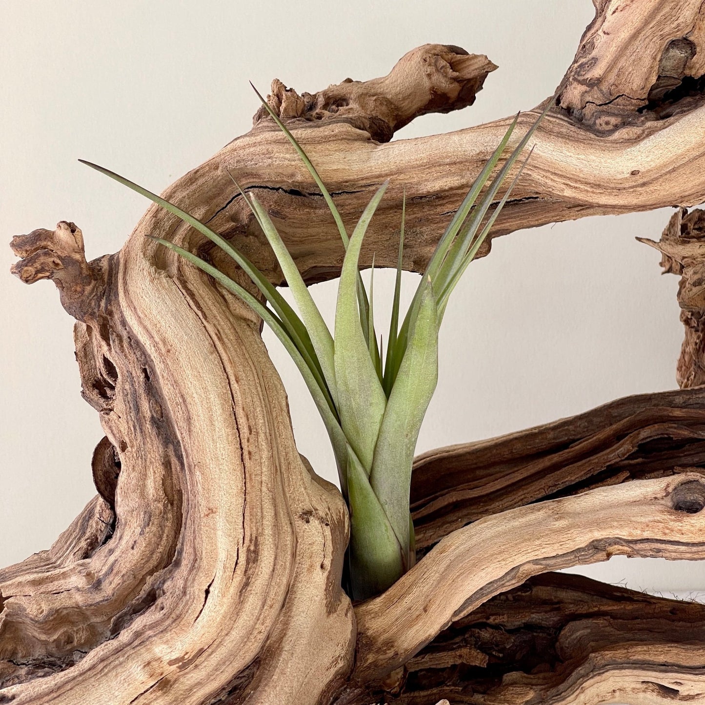 Tillandsia Polystachia Air Plant - Succulent Artworks