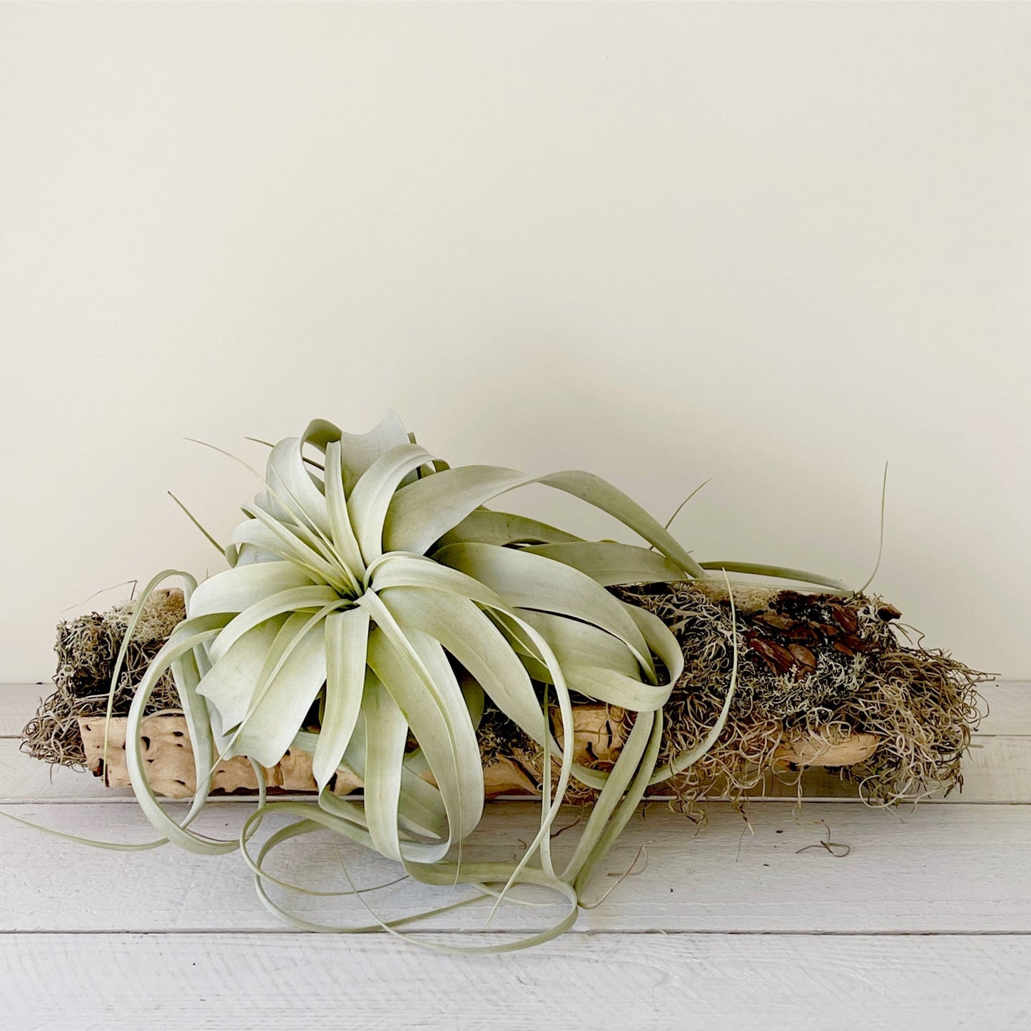 Tillandsia xerographica Air Plant - Succulent Artworks