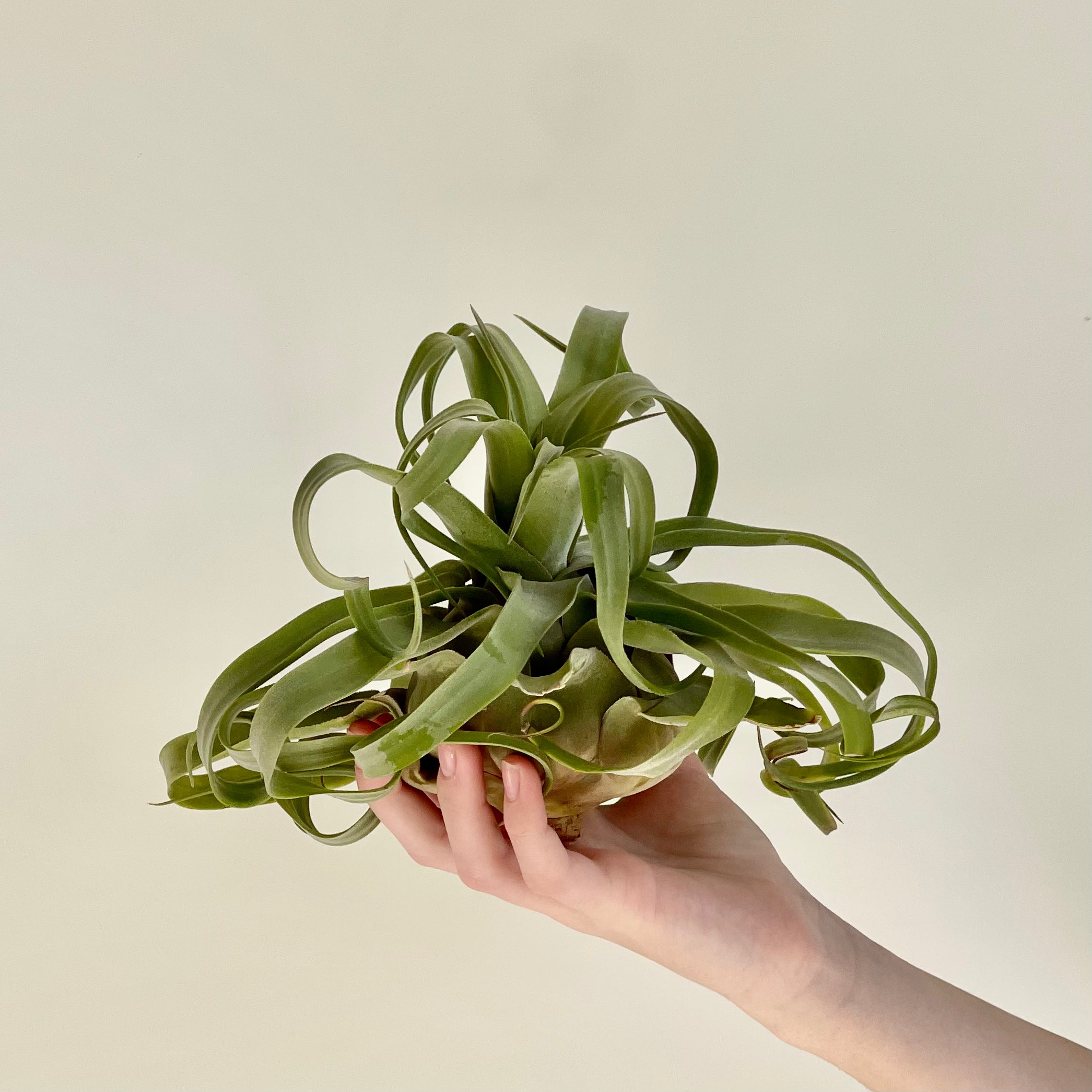 air plant streptophylla Tillandsia Streptophylla air Plant