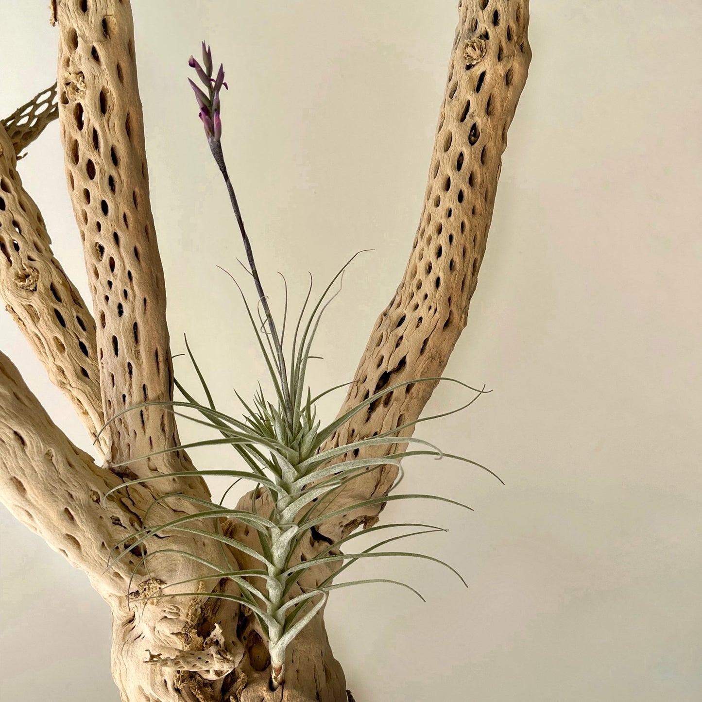 Tillandsia Purpurea 6 - Succulent Artworks