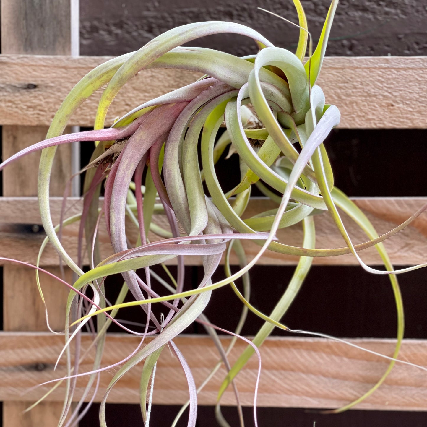 Tillandsia Flabalata rubra Air Plant