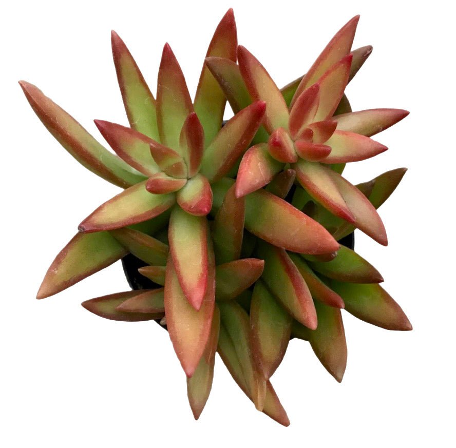 Sedum adolphii 'Firestorm' - Succulent Artworks