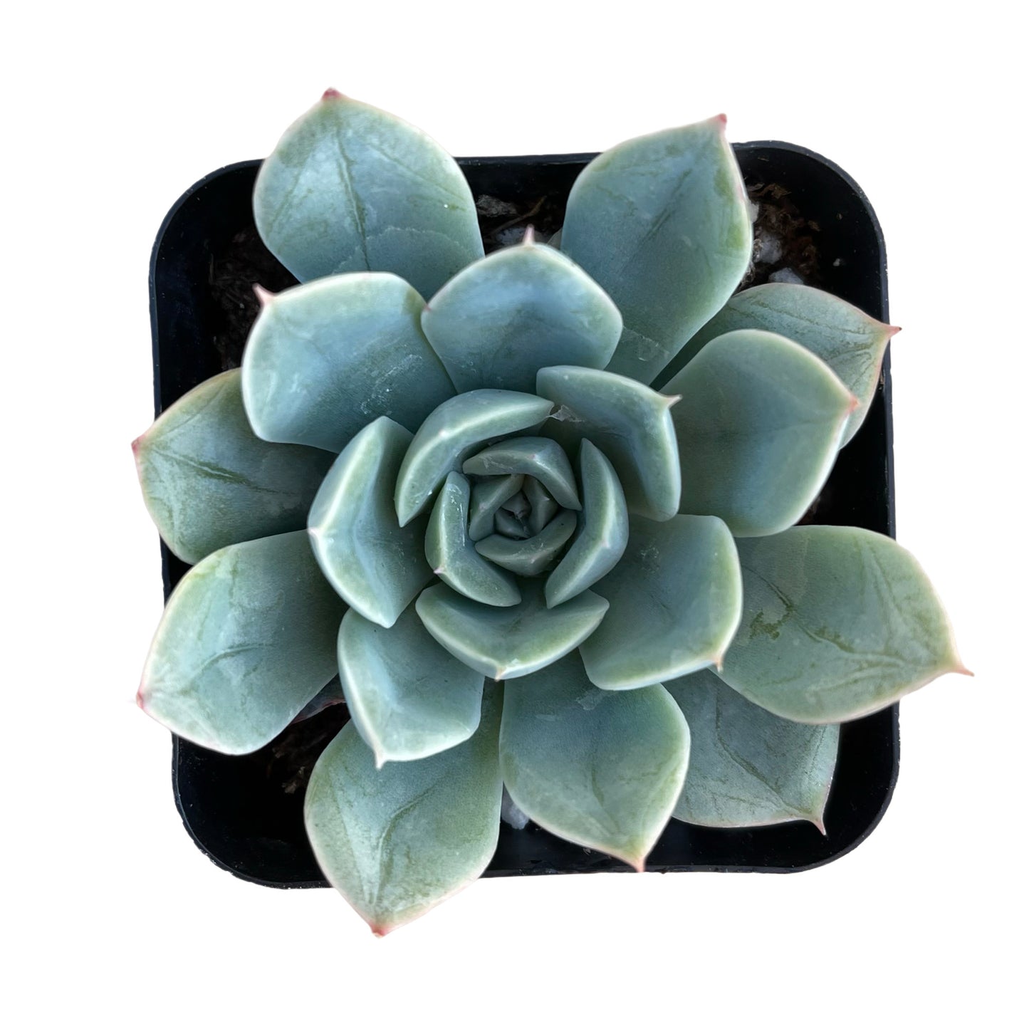Echeveria elegans 'Mexican Snowball' - Succulent Artworks